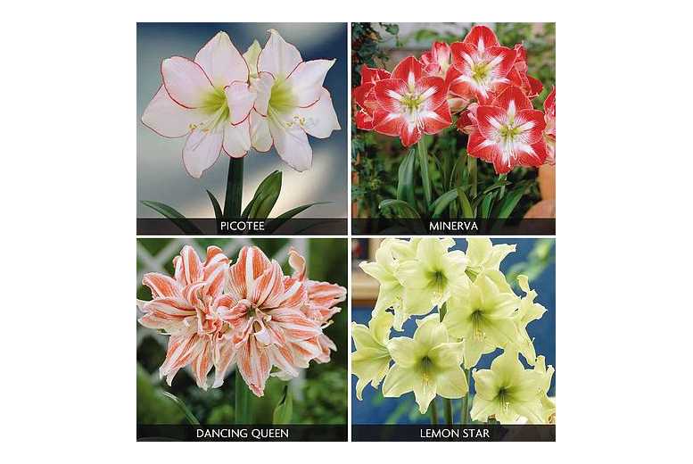Amaryllis Collection – 4 Bulbs