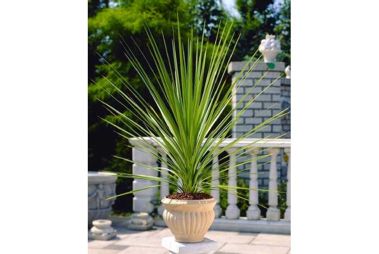 1 or 2 Palm Tree ‘Cordyline Australis’