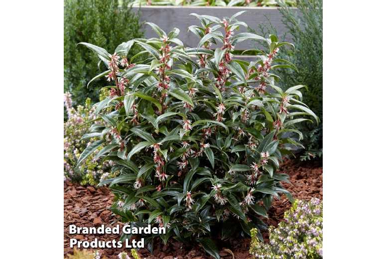 1 or 3 Sarcocca Plant – Winter Gem