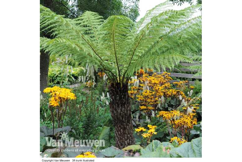 1 or 2 Tree Fern Plants in 2 Litre Pots