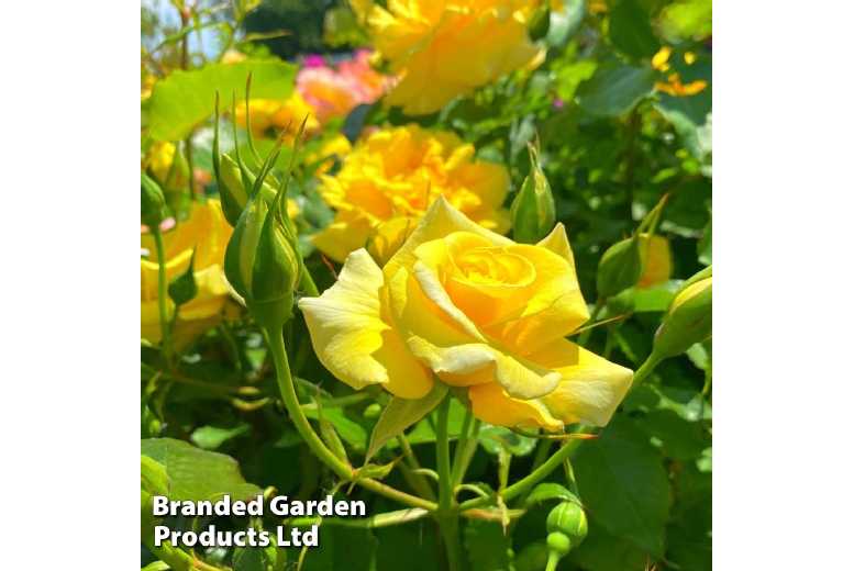 Rose Precious Gold Plant