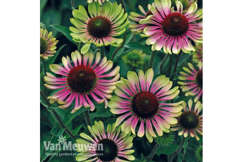 1 or 3 Echinacea Green Twister Plants