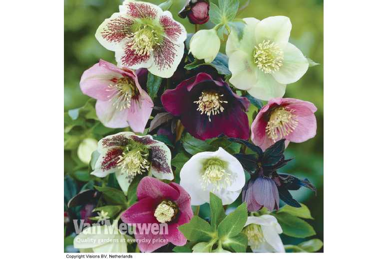 5 or 10 Hellebore Orientalis Mixed