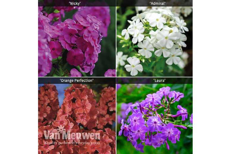 Fragrant Phlox Collection – 20 Plants