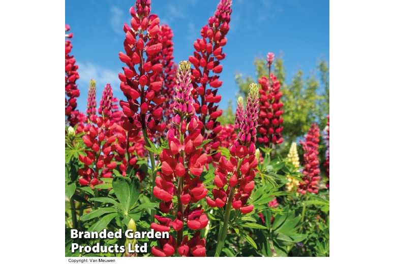 up to 10 Lupin My Castle Red Plants