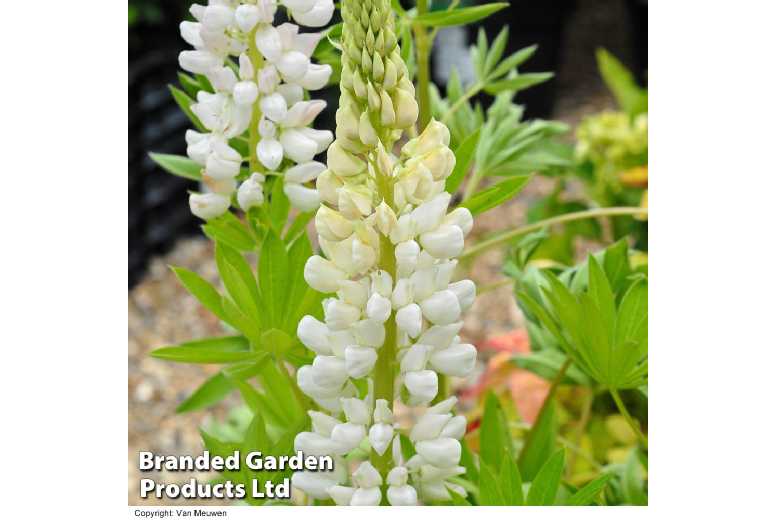 up to 10 Lupin Noble Maiden White Plants