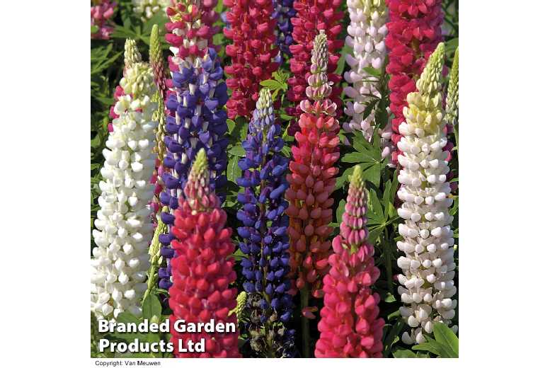 Lupin Red White & Blue Collection