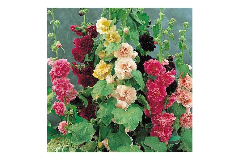 up to 6 Hollyhock Chaters Double Plants