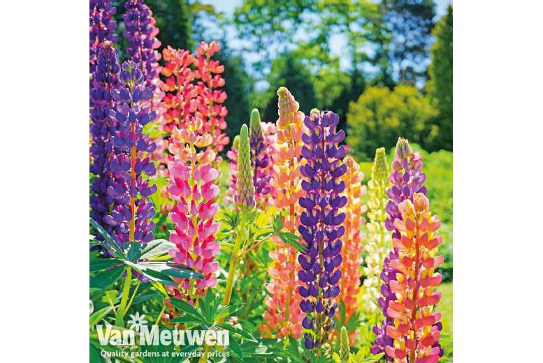 up to 12 Lupin Russel Hybrid Plants