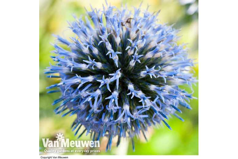 up to 6 Echinops Ritro Plants