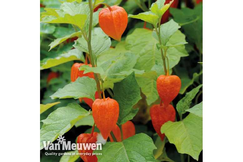 up to 6 Physalis Chinese Lantern Plants