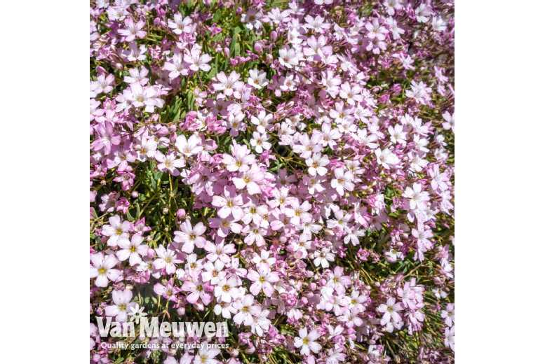 up to 6 Gypsophila Rosea Plants