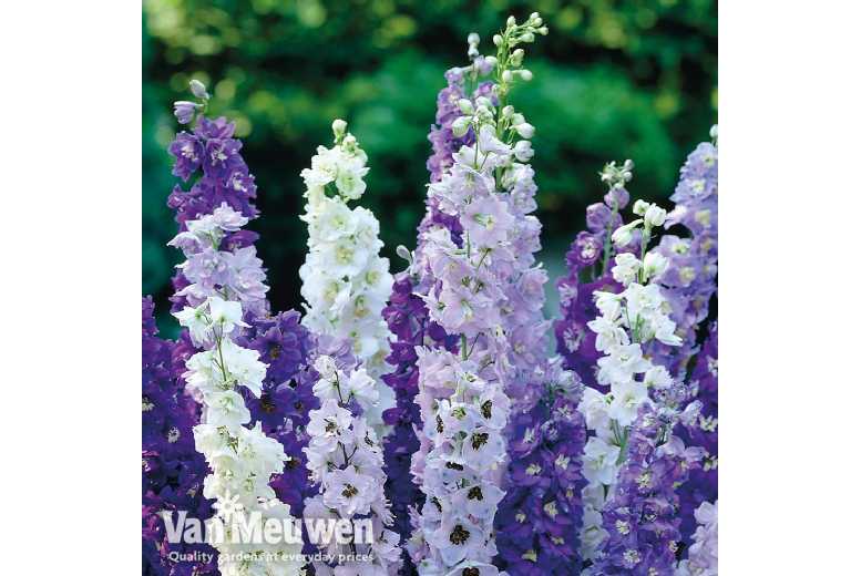 up to 12 Delphinium Mixed Plants