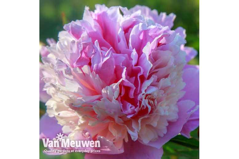 1 or 2 Peony Pink Sorbet Plants