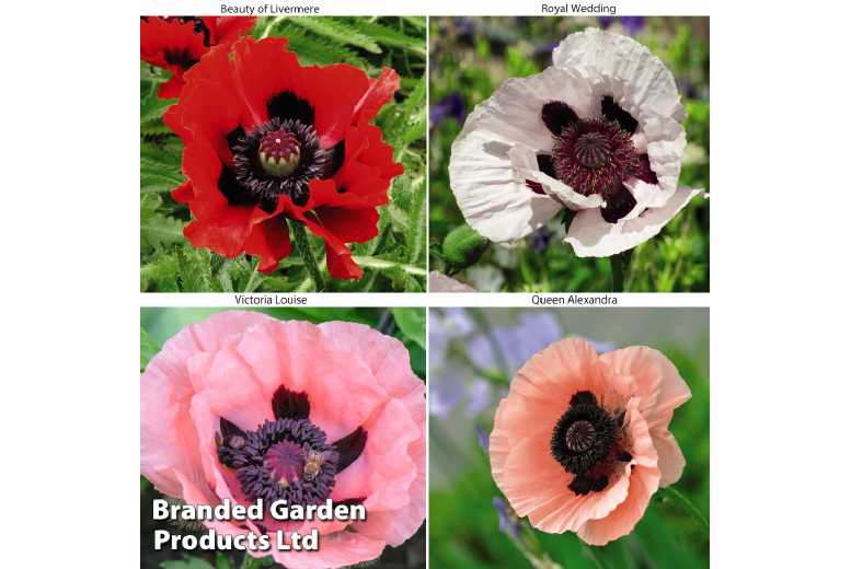 up to 8 Poppy Oriental Plants