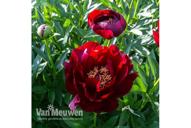 2 or 4 Peony Buckeye Belle Plants