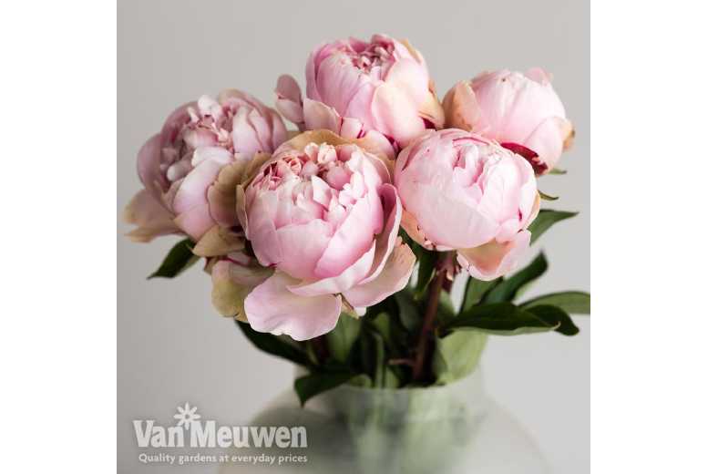 1 or 3 Peony Edens Perfume Plants