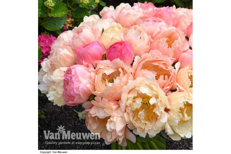 1 or 3 Peony Coral Sunset Plants