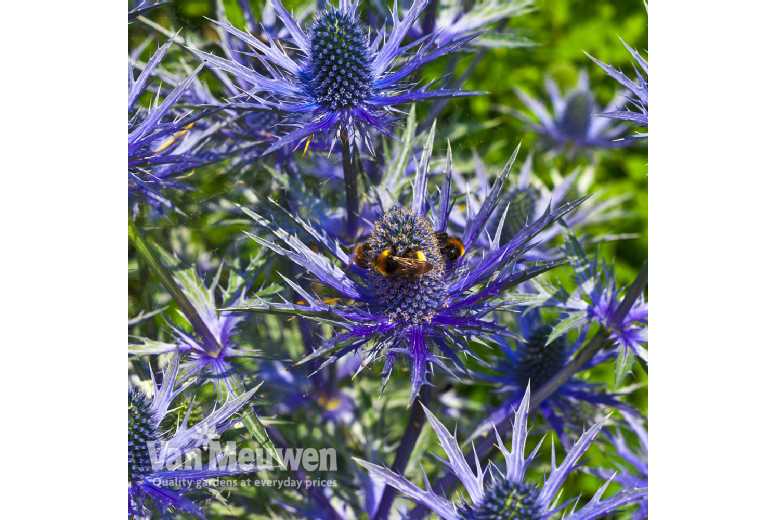5 or 10 Sea Holly Blue Steel Plants