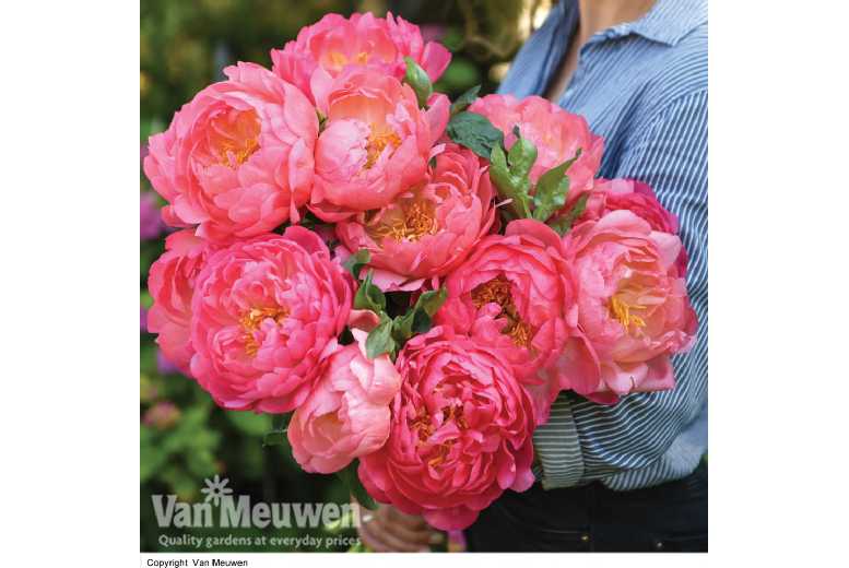 1 or 3 Peony Pink Hawaiian Coral Plants