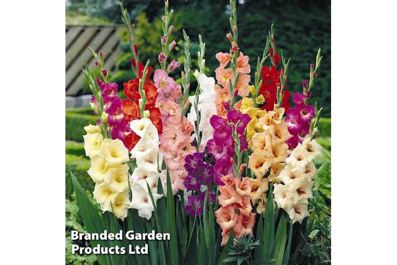 up to 100 Mixed Gladioli Bulbs