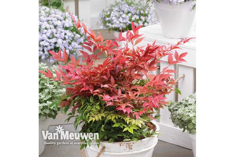 up to 3 Nandina Obsessed Plants