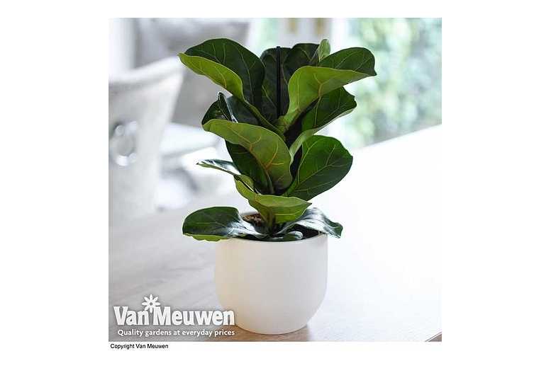 up to 3 Ficus Fiddle Leaf Fig Plants