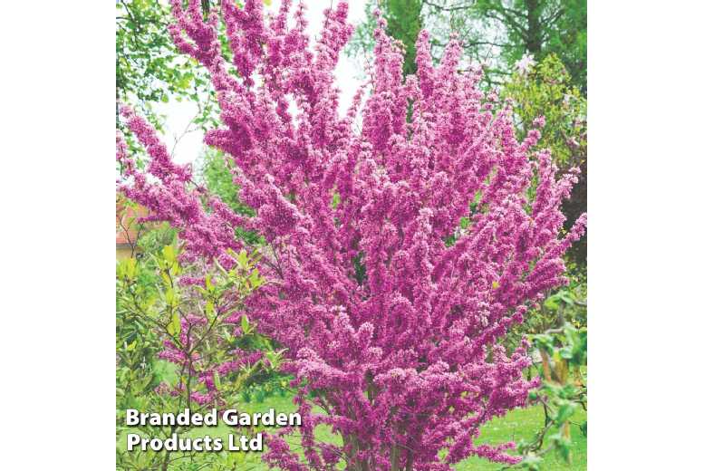 1 or 2 Cercis chinensis ‘Avondale’ Tree