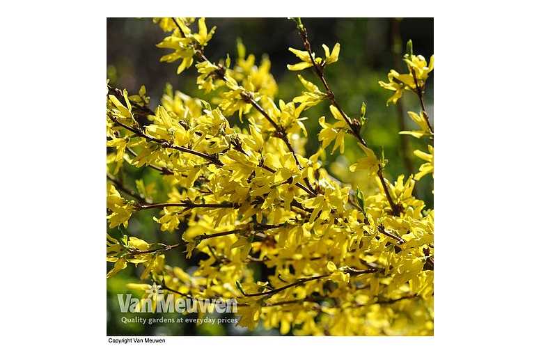 1 or 2 Forsythia Intermedia Spectabilis Plants