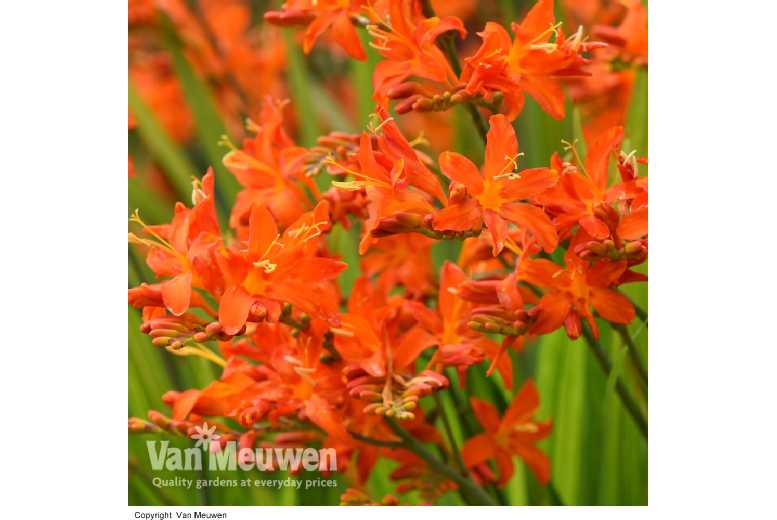 up to 10 Crocosmia ‘Spitfire’ Bulbs