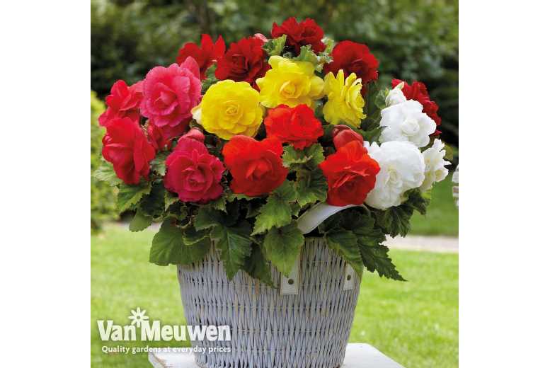 up to 40 Begonia Double Mixed Tubers