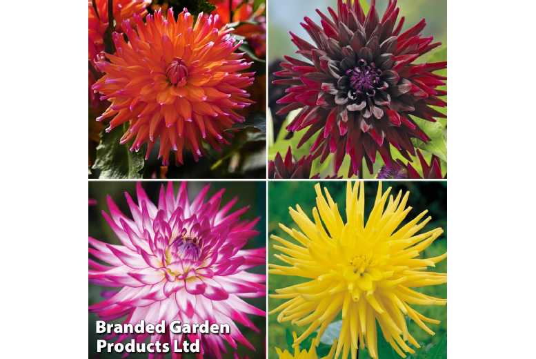 up to 8 Dahlia ‘Cactus’ Tubers