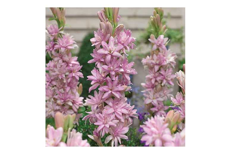 Polianthes Tuberosa Pink Sapphire