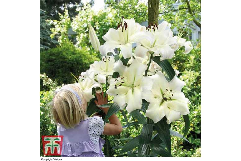 up to 20 Lily Pretty Woman Bulbs