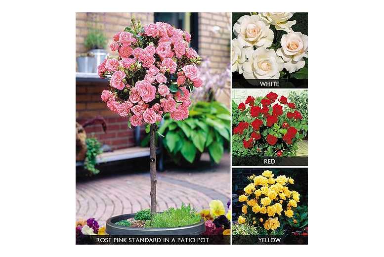 Patio Rose Standard Collection – 4 Plants