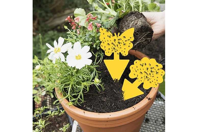 48Pcs Fruit Fly Sticky Traps