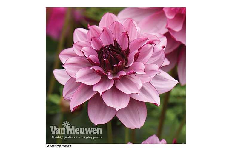 up to 6 Dahlia Creme de CassisTubers