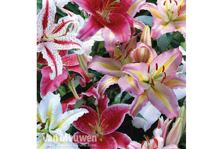 up to 48 Lily Oriental Bulbs