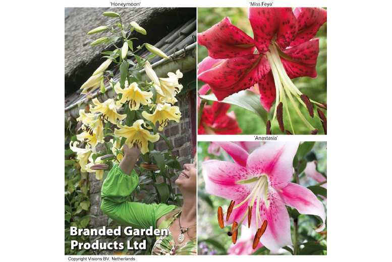 up to 18 Mixed Giant Lily Tree Bulbs