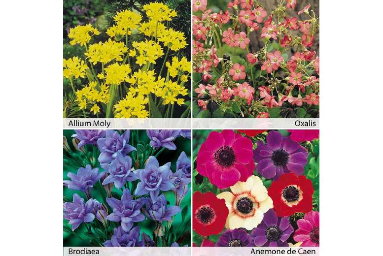 up to 200 Summer Flowering Bulbs