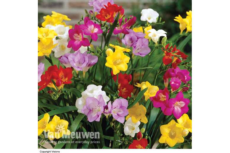 up to 200 Fragrant Freesia Bulbs