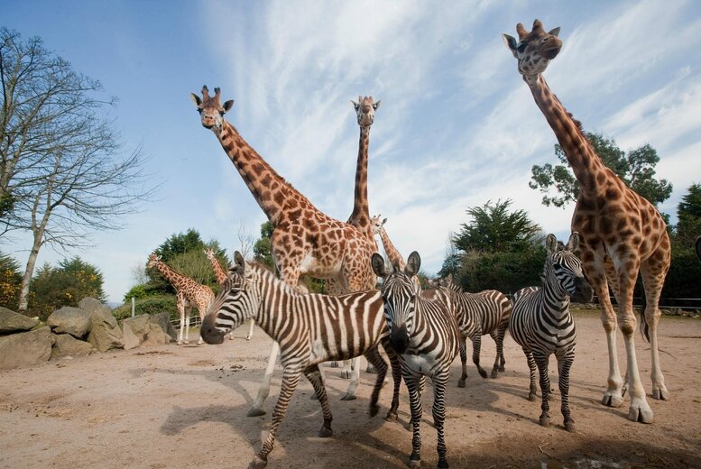 General Admission To Belfast Zoo For Adult or Child – Family Upgrade – Valid 7 Days – School Holiday Availability – Until March 2026 | Wowcher